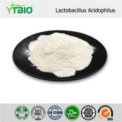 Lactobacillus Acidophilus pulver